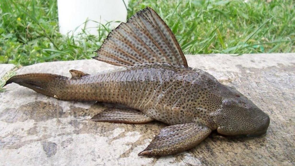 BRIN Ungkap Potensi Budi Daya Ikan Sapu-sapu Mirip Lele, Kuncinya di Sini